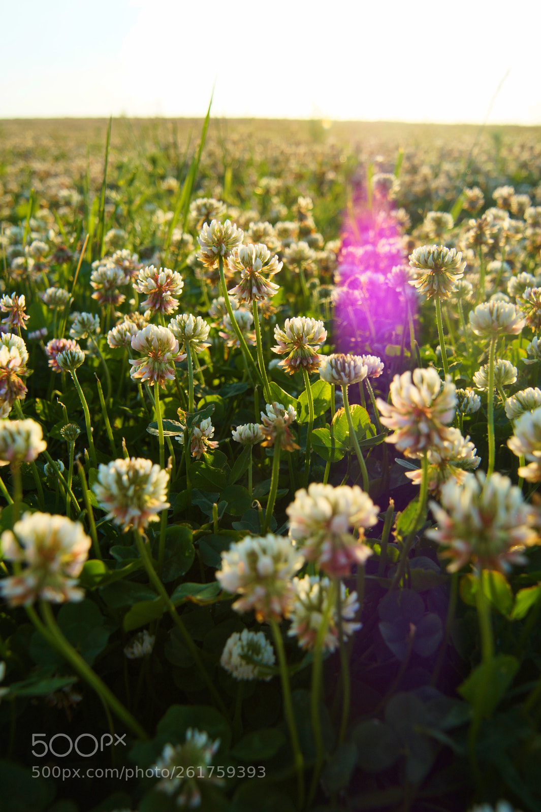 Sony SLT-A58 sample photo. Loving nature photography