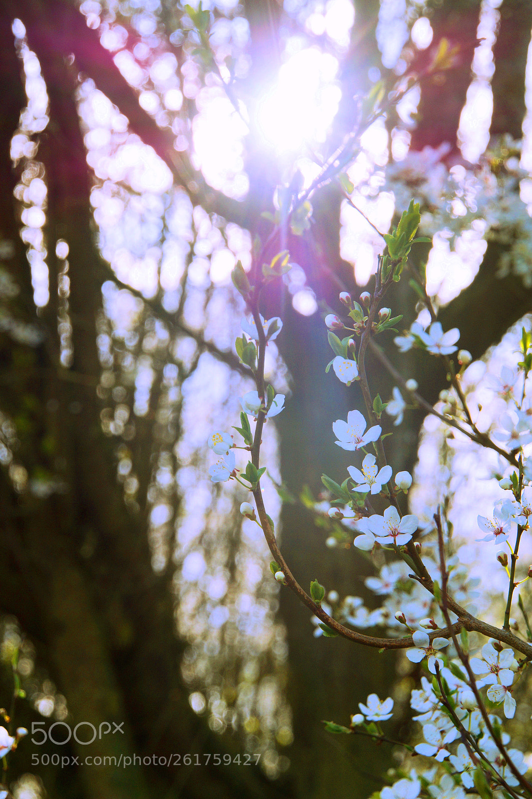 Sony SLT-A58 sample photo. Loving nature photography