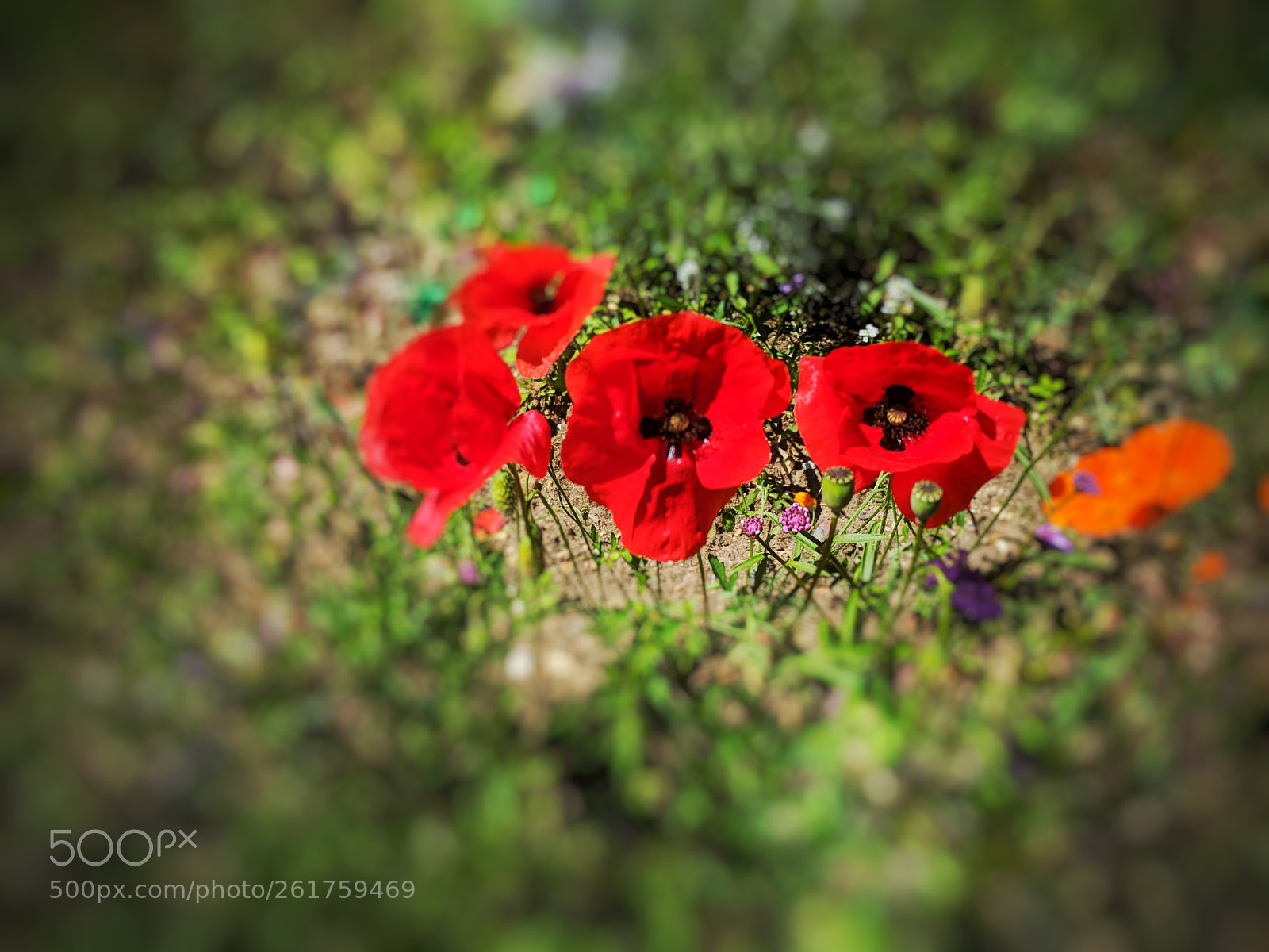 Google Pixel sample photo. Poppy's photography