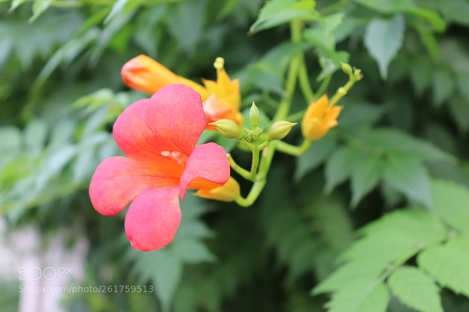 Canon EOS 200D (EOS Rebel SL2 / EOS Kiss X9) sample photo. Flower photography