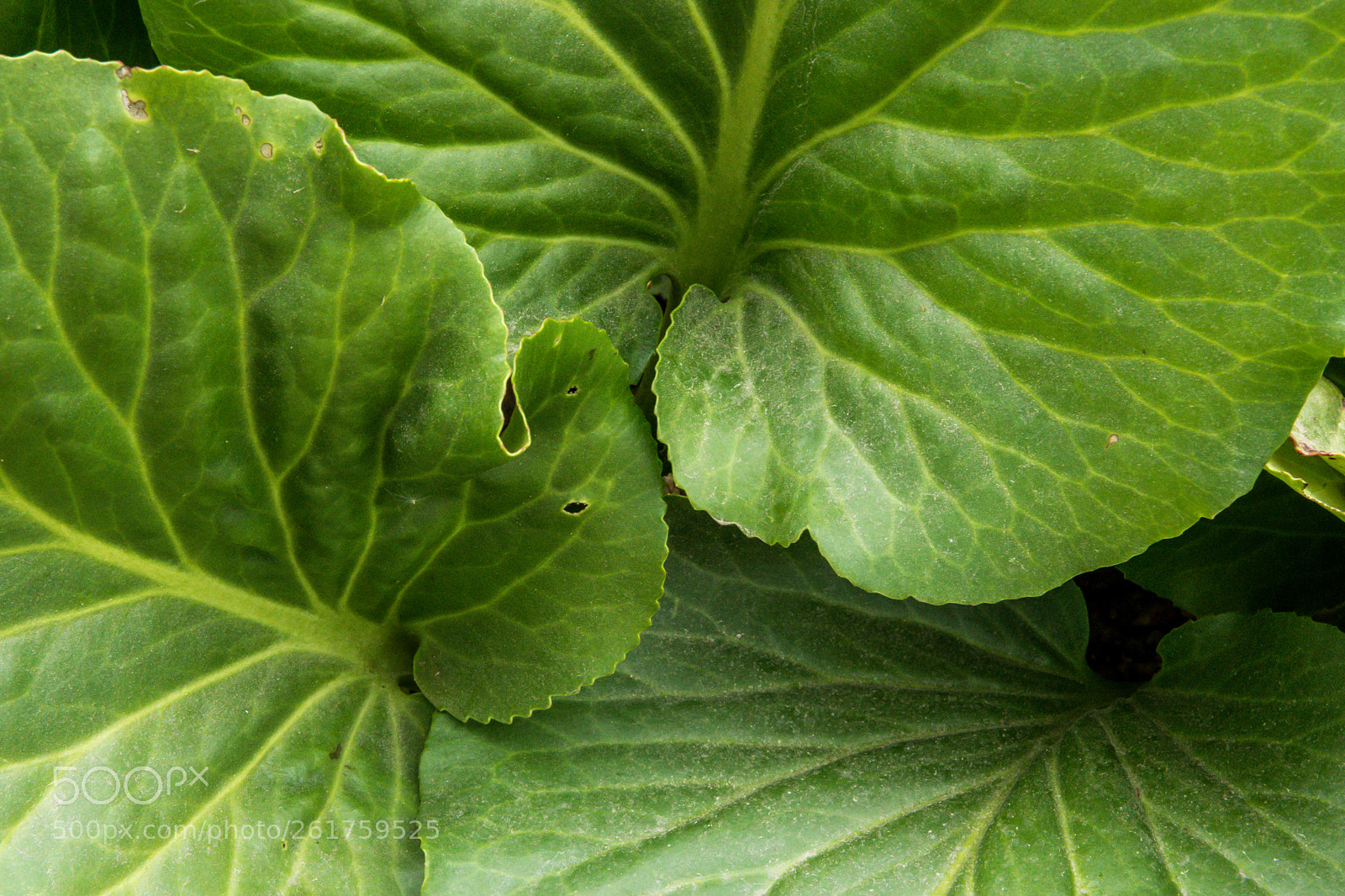 Nikon D7200 sample photo. Green trio photography