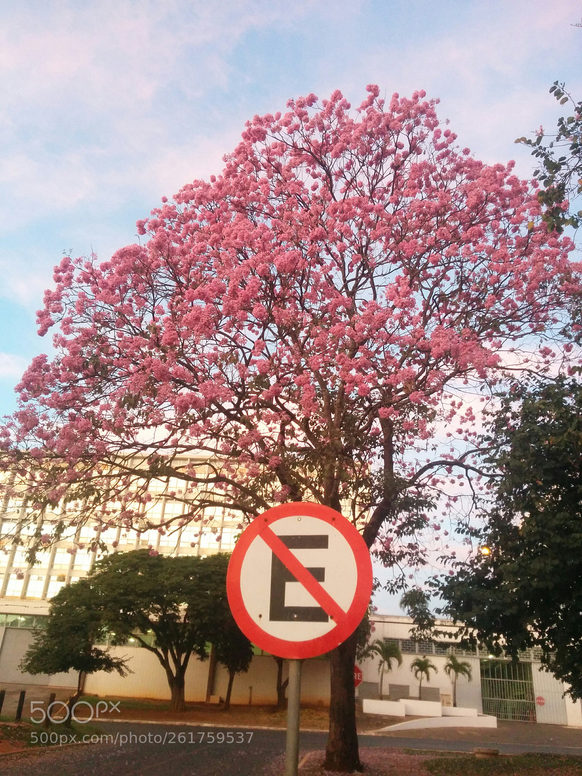 LG Nexus 5 sample photo. Stop - ipê rosa photography