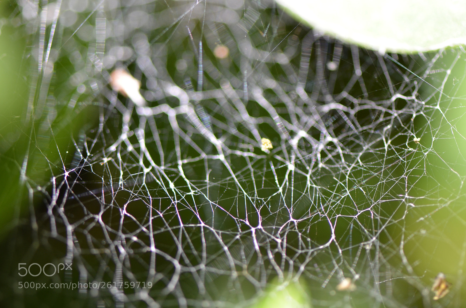 Nikon AF-S Micro-Nikkor 105mm F2.8G IF-ED VR sample photo. Spider web photography