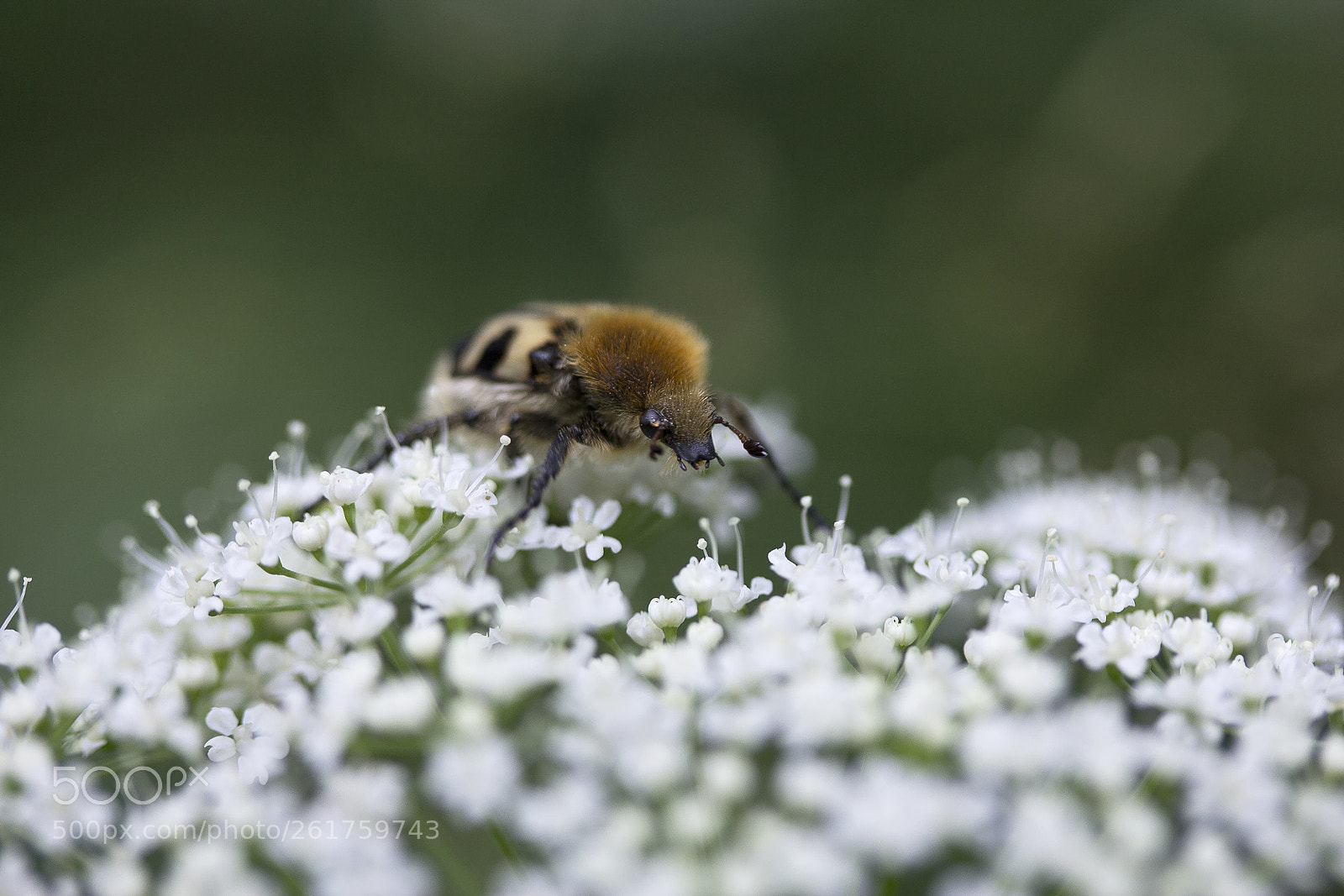 Canon EOS 60D sample photo. Geb nderter pinselk fer photography