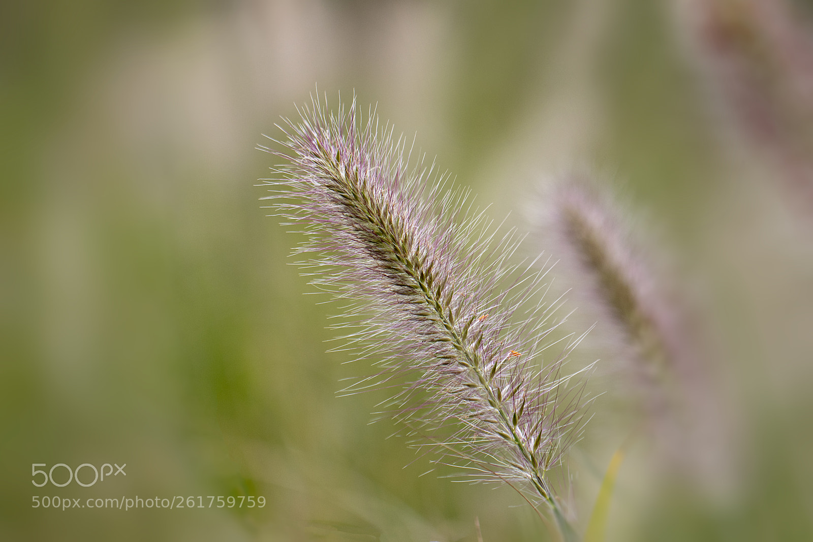 Canon EOS 7D Mark II sample photo. Chinese fountain grass photography