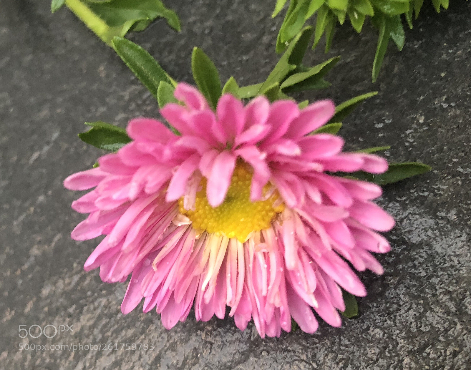Apple iPhone 8 Plus sample photo. Pink! photography