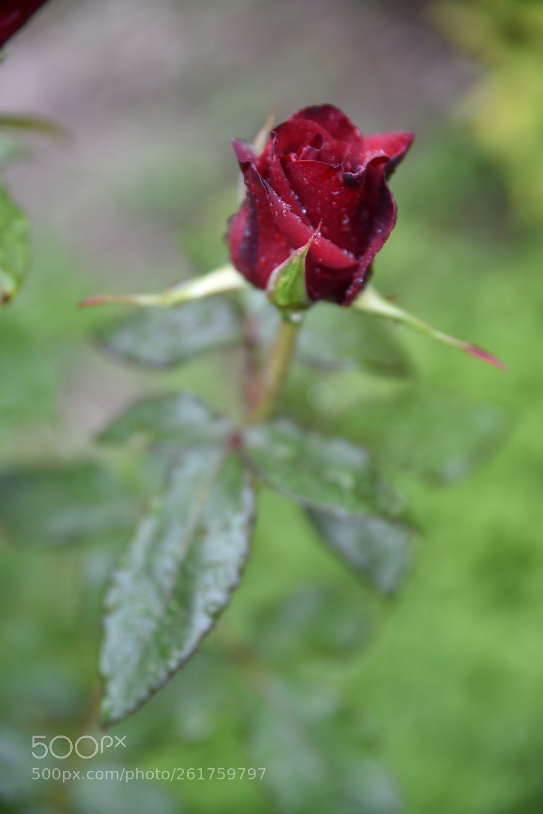 Nikon D750 sample photo. Untitled photography