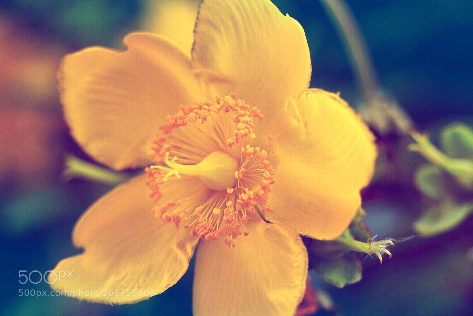 Sony a6000 sample photo. Aura photography