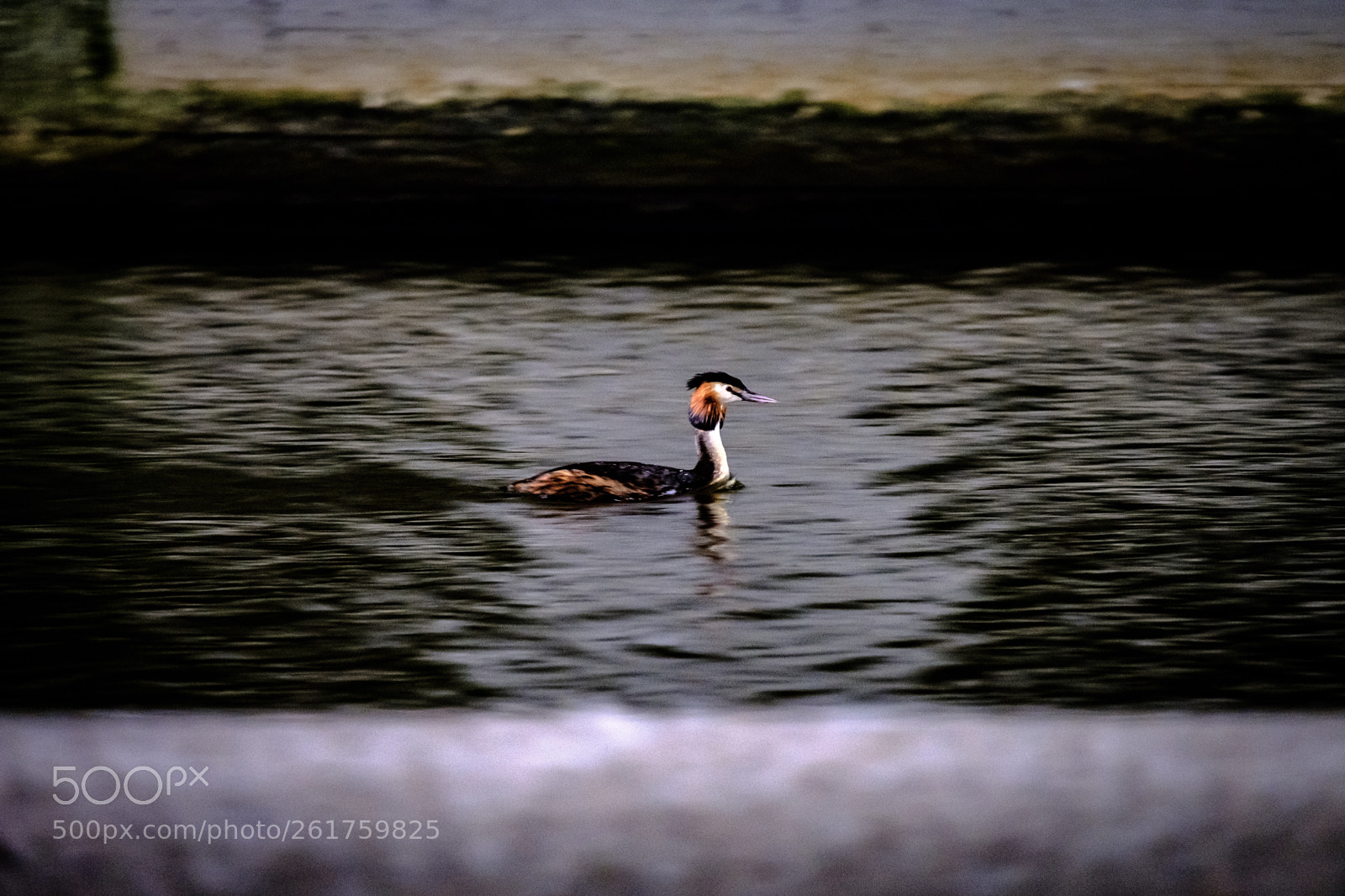 Fujifilm X-T20 sample photo. Great crested grebe  photography