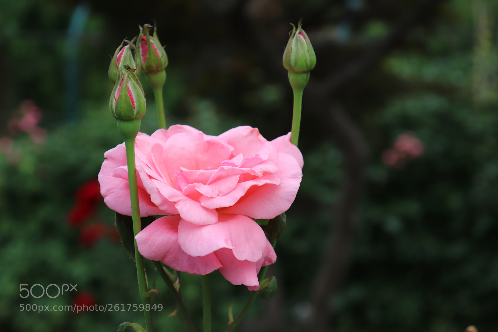 Canon EOS 200D (EOS Rebel SL2 / EOS Kiss X9) sample photo. Blooming together photography