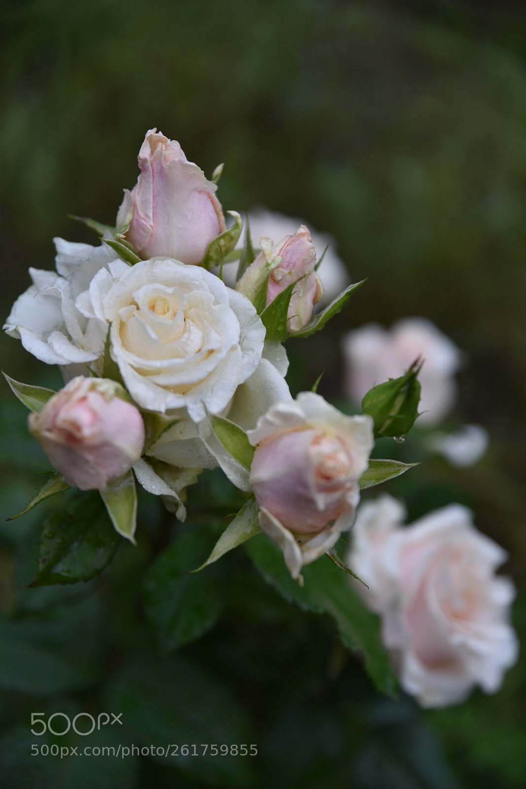 Nikon D750 sample photo. Untitled photography