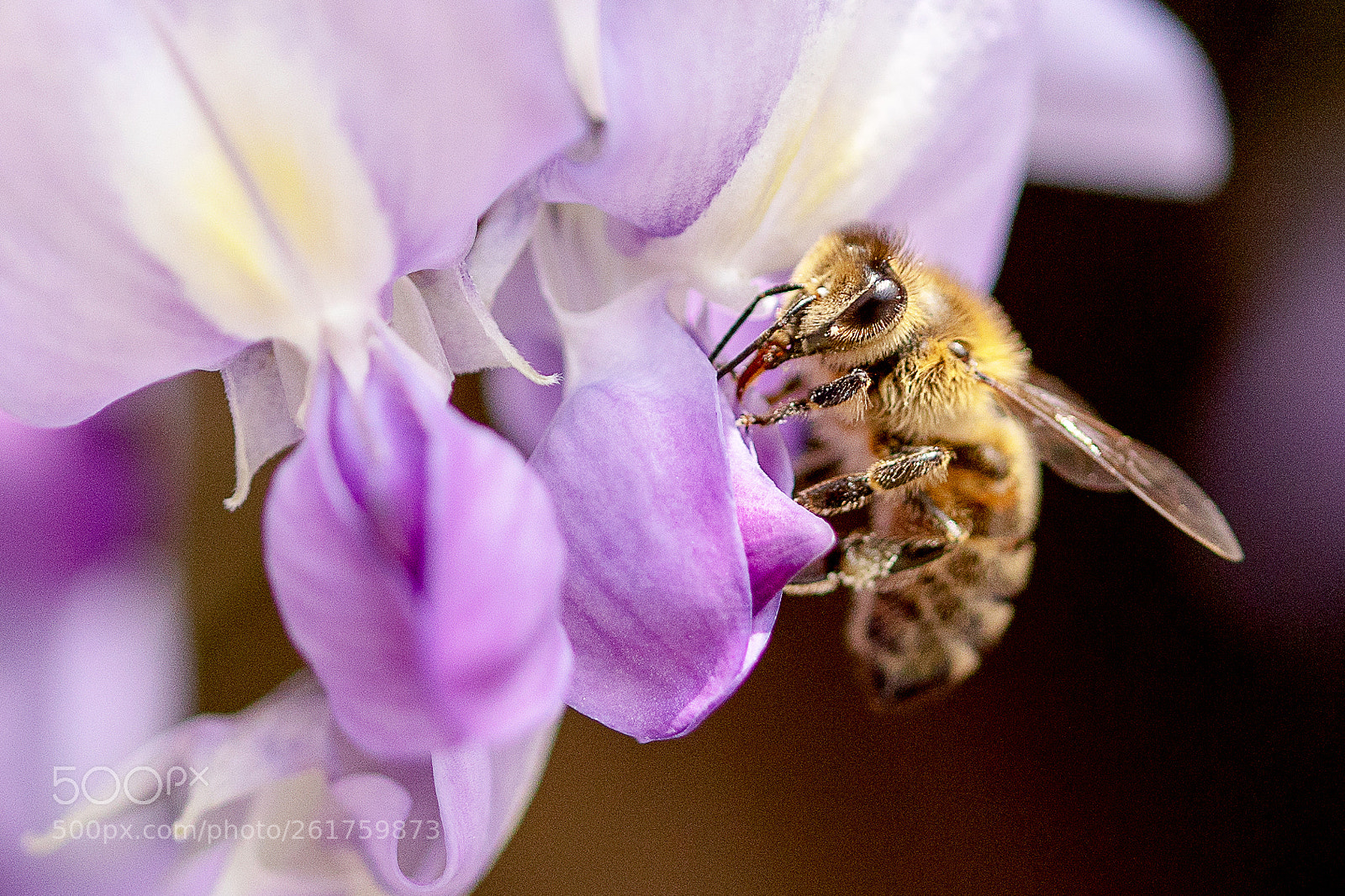 Canon EOS 5D Mark IV sample photo. Wildlife photography