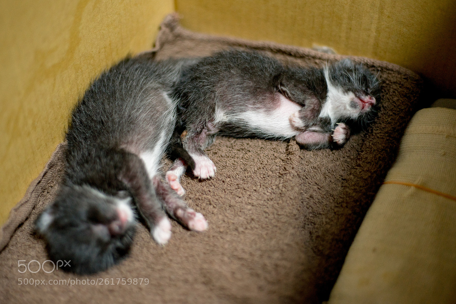 Sony a7 II sample photo. Cats sleeping in gamma photography
