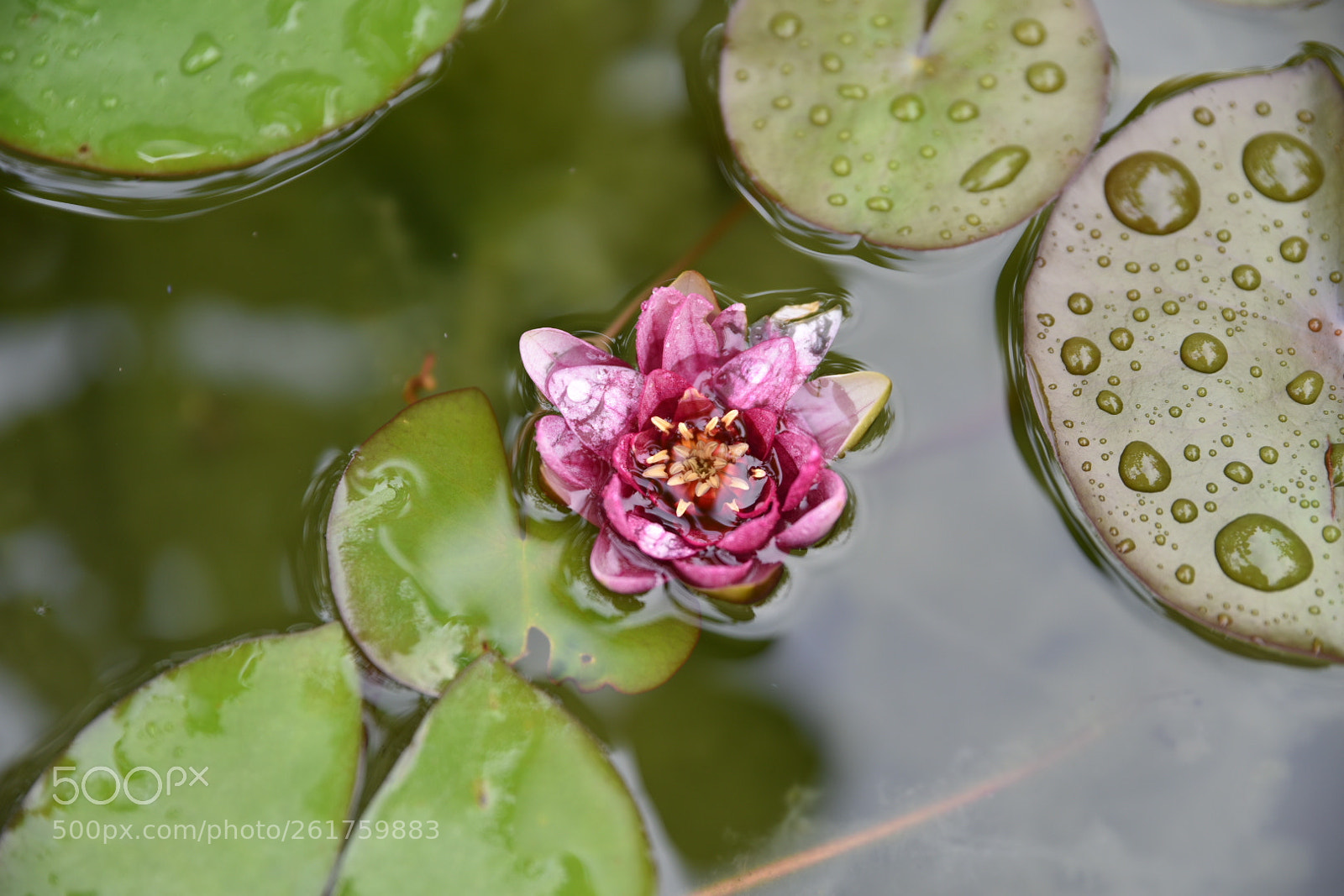 Nikon D750 sample photo. Untitled photography