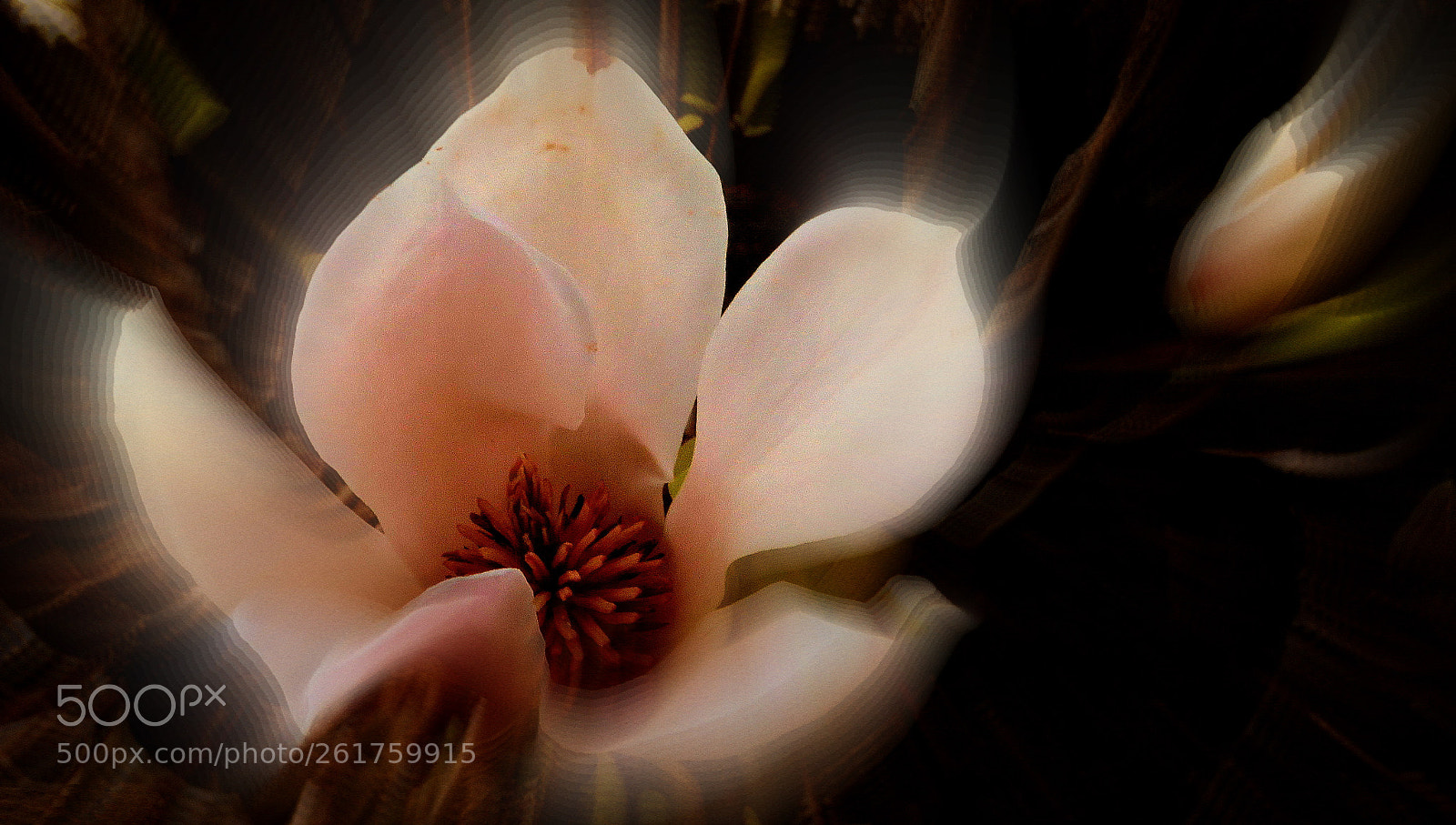 Canon PowerShot SX60 HS sample photo. Magnólia flower photography