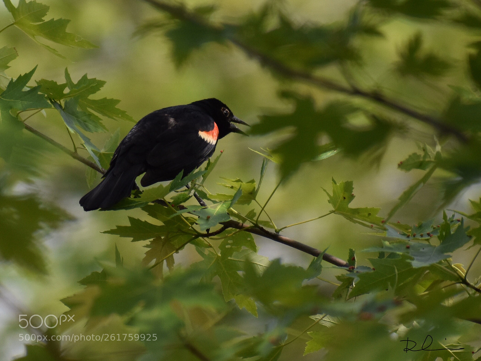 Nikon D3400 sample photo. Red-wing black bird  photography