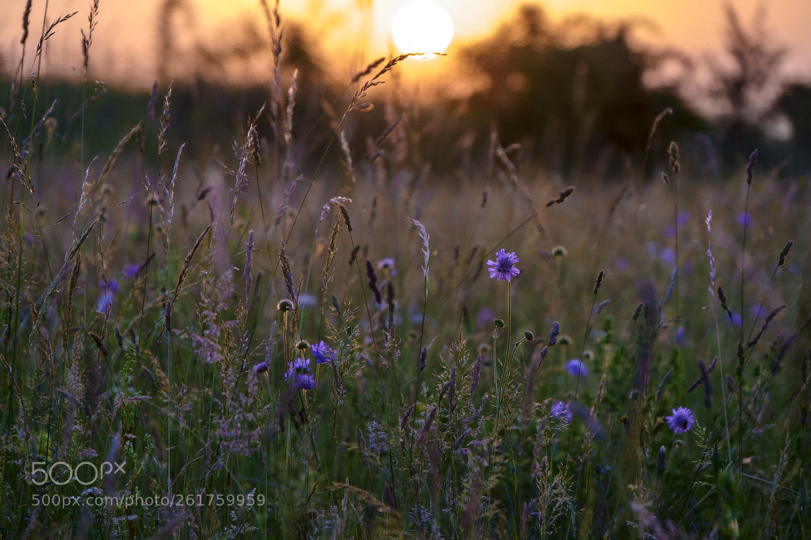 Fujifilm X-Pro1 sample photo. Wildflowers in sunset light photography