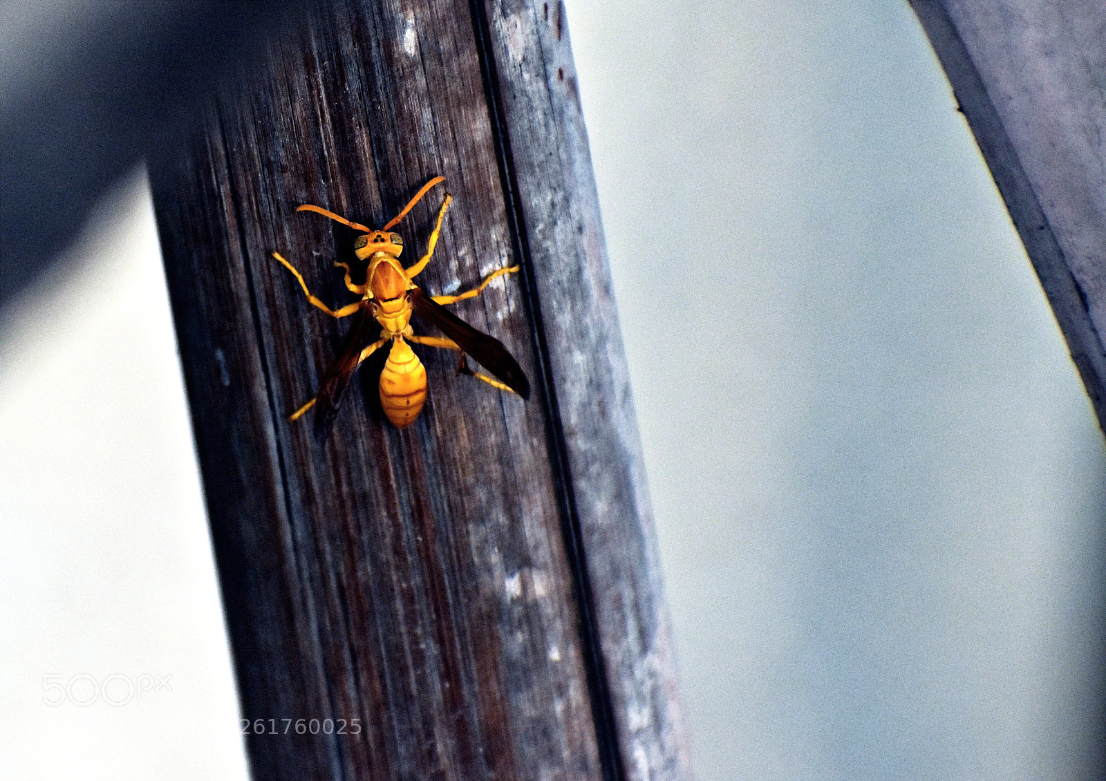 Nikon D5600 sample photo. Wasp photography