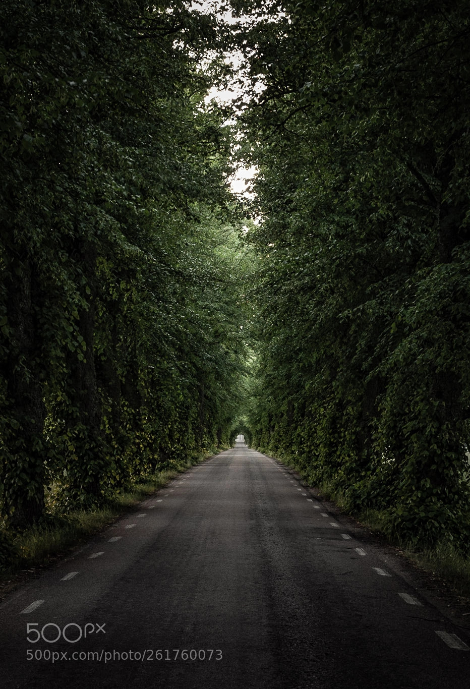 Nikon D750 sample photo. Avenue photography