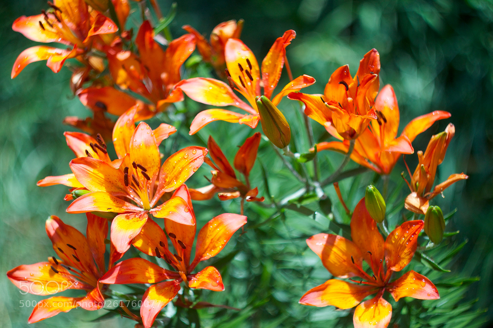 Canon EOS 500D (EOS Rebel T1i / EOS Kiss X3) sample photo. Tiger lilies photography