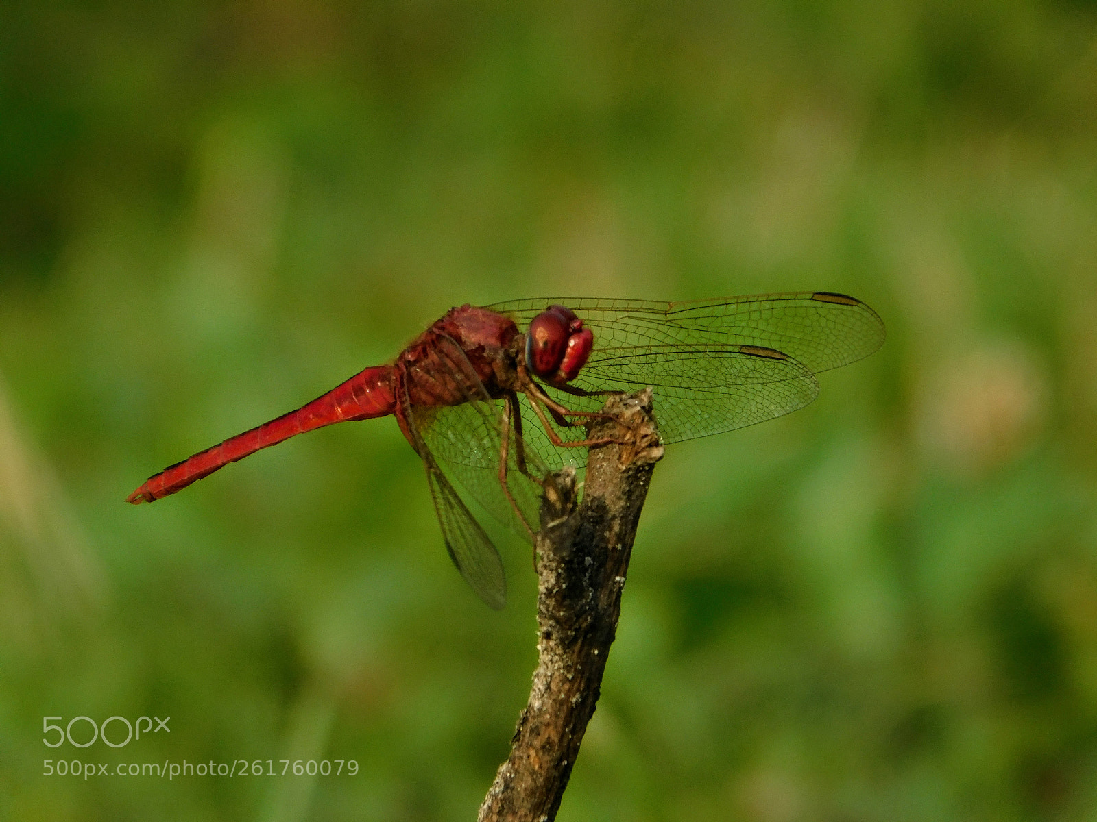 Nikon Coolpix B500 sample photo. A dragonfly photography