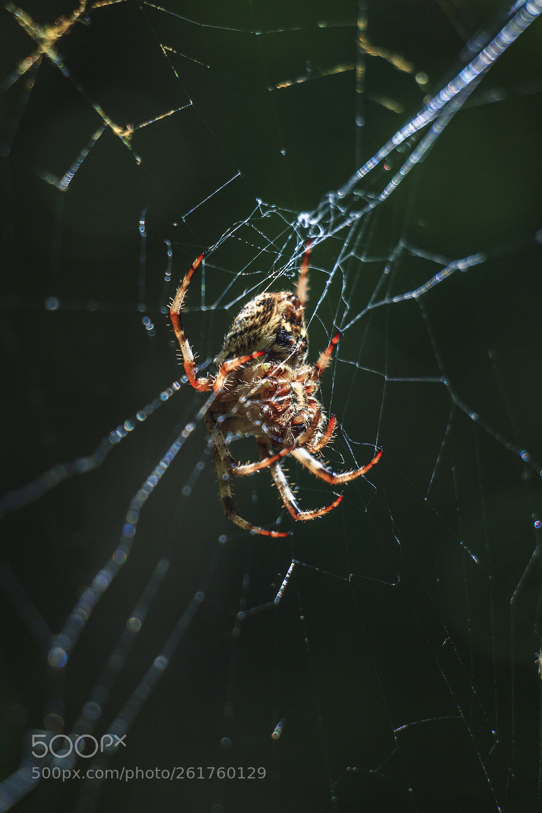 Canon EOS 60D sample photo. Spider photography