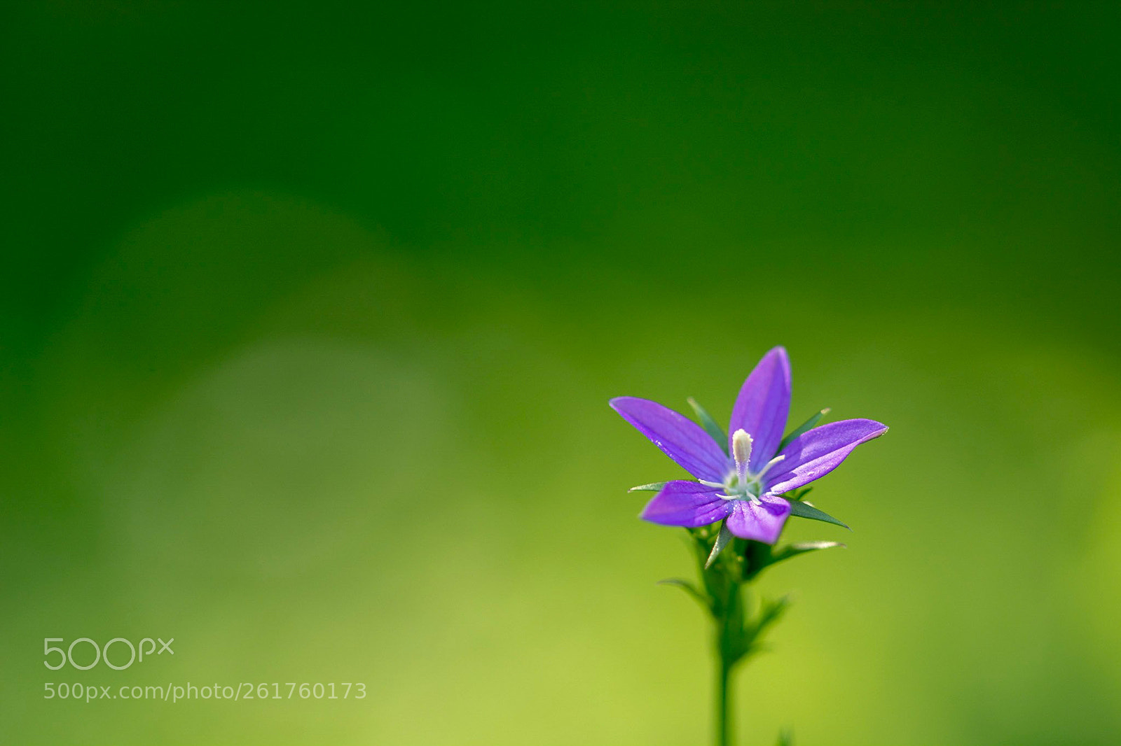 Nikon D7100 sample photo. Sunny photography
