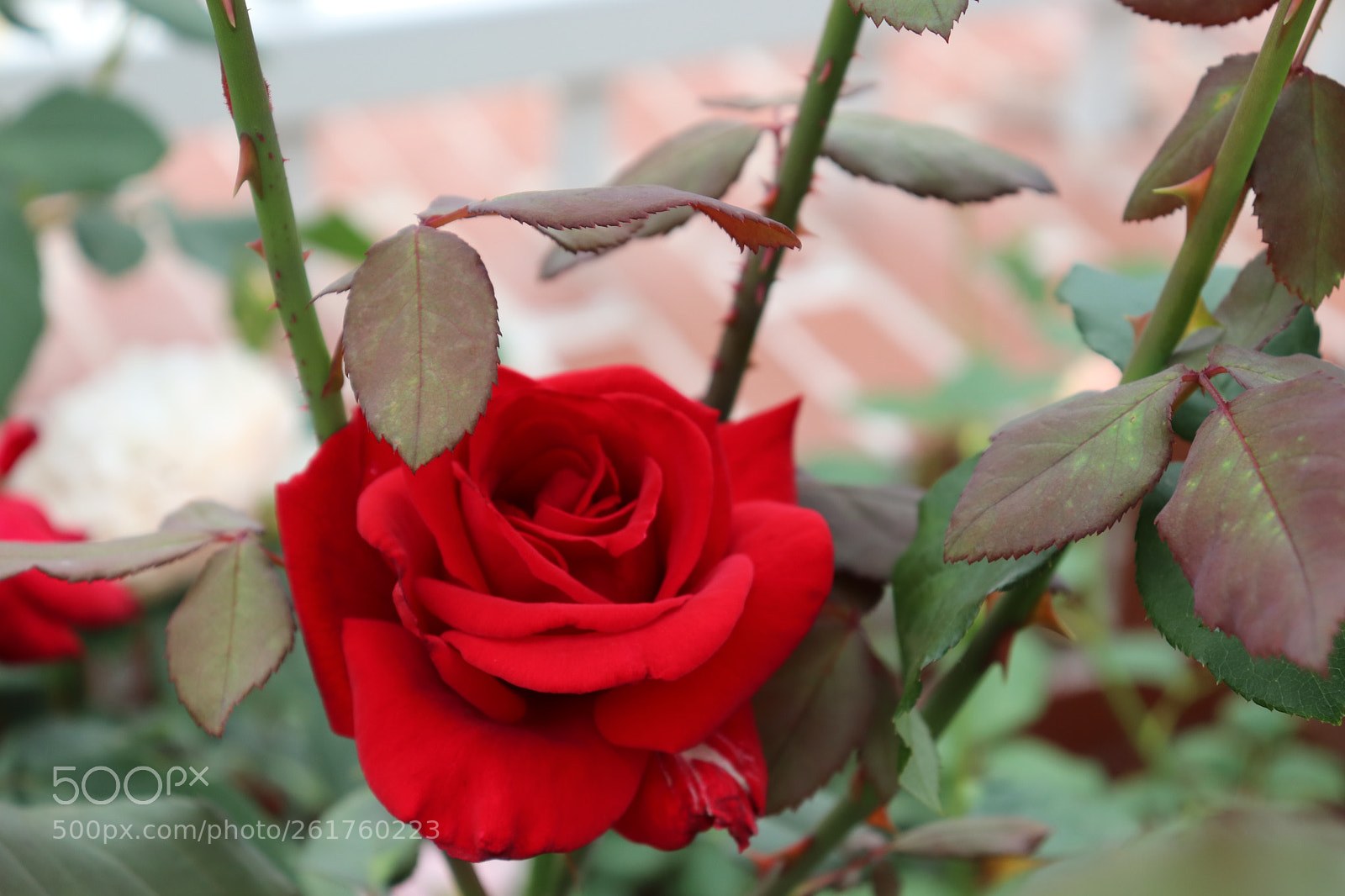 Canon EOS 200D (EOS Rebel SL2 / EOS Kiss X9) sample photo. Barbed rose photography