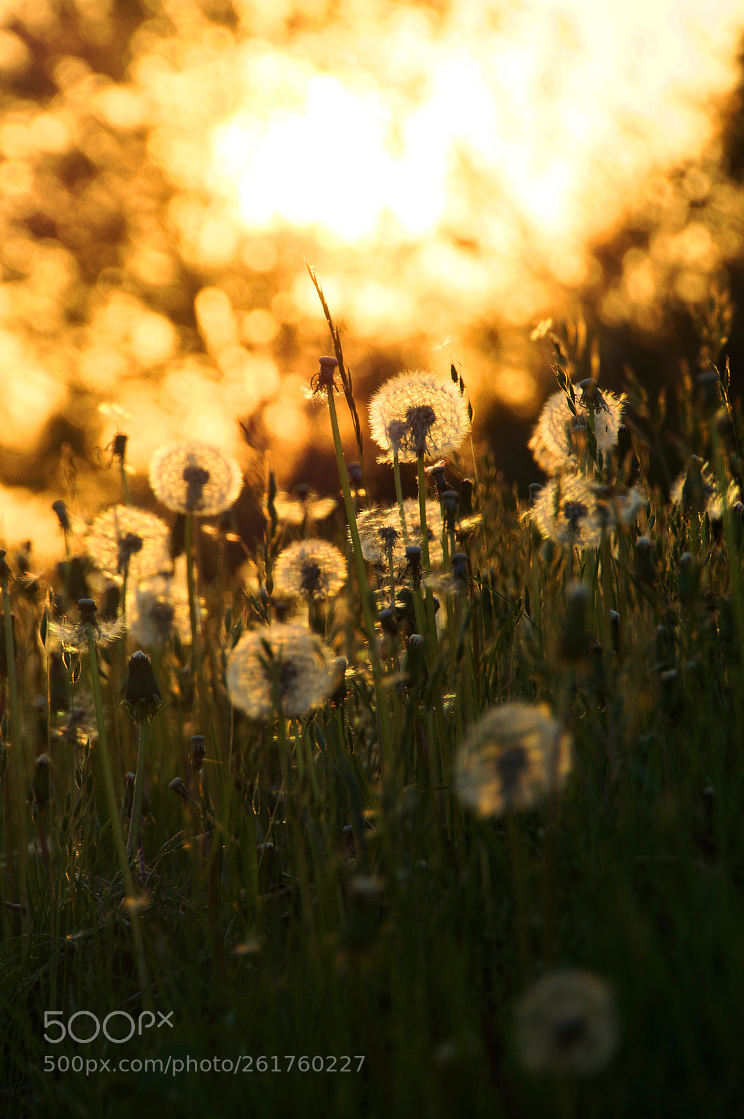 Sony SLT-A58 sample photo. Sunset photography