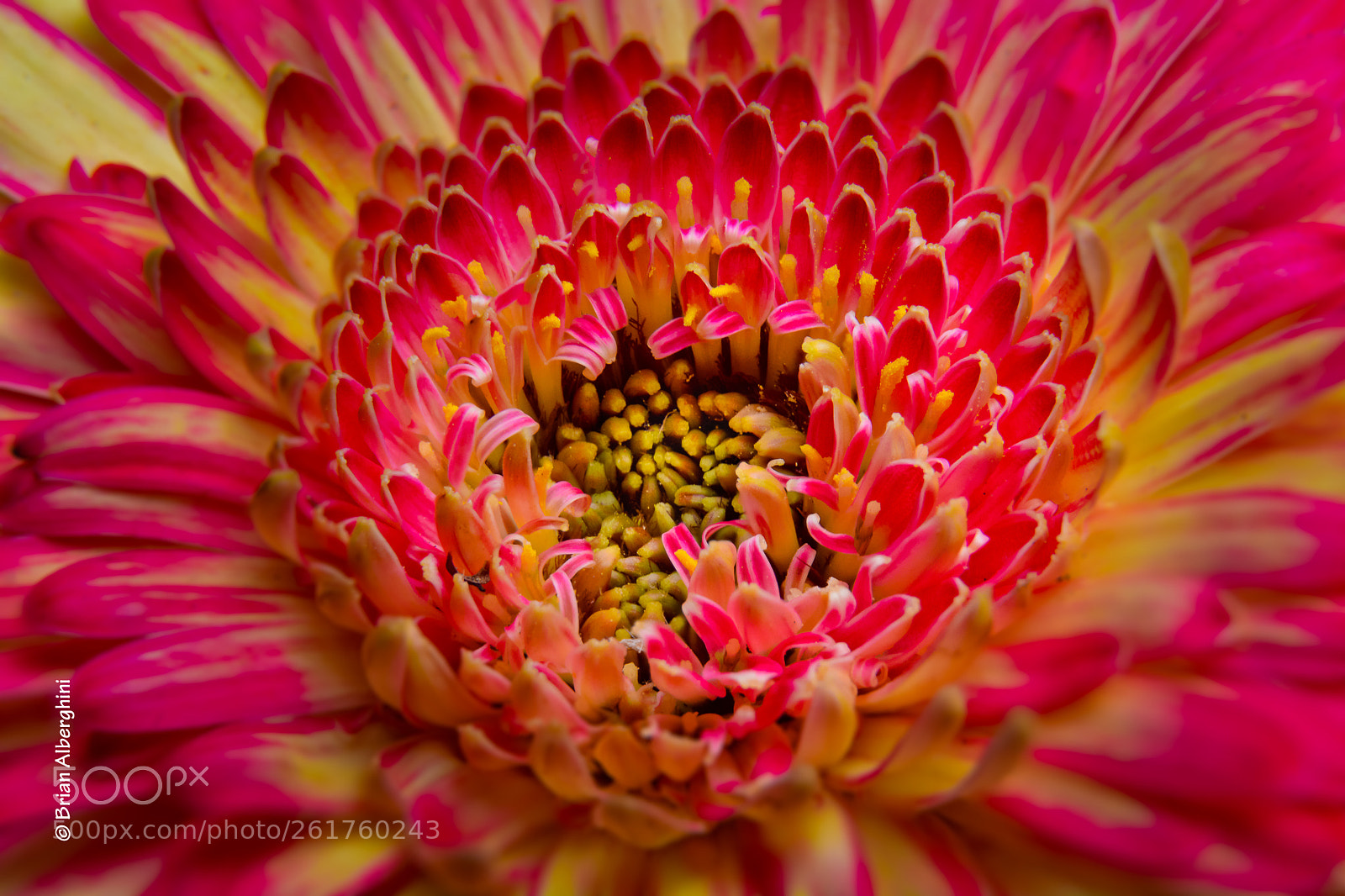Nikon D7100 sample photo. Cotton candy flower photography