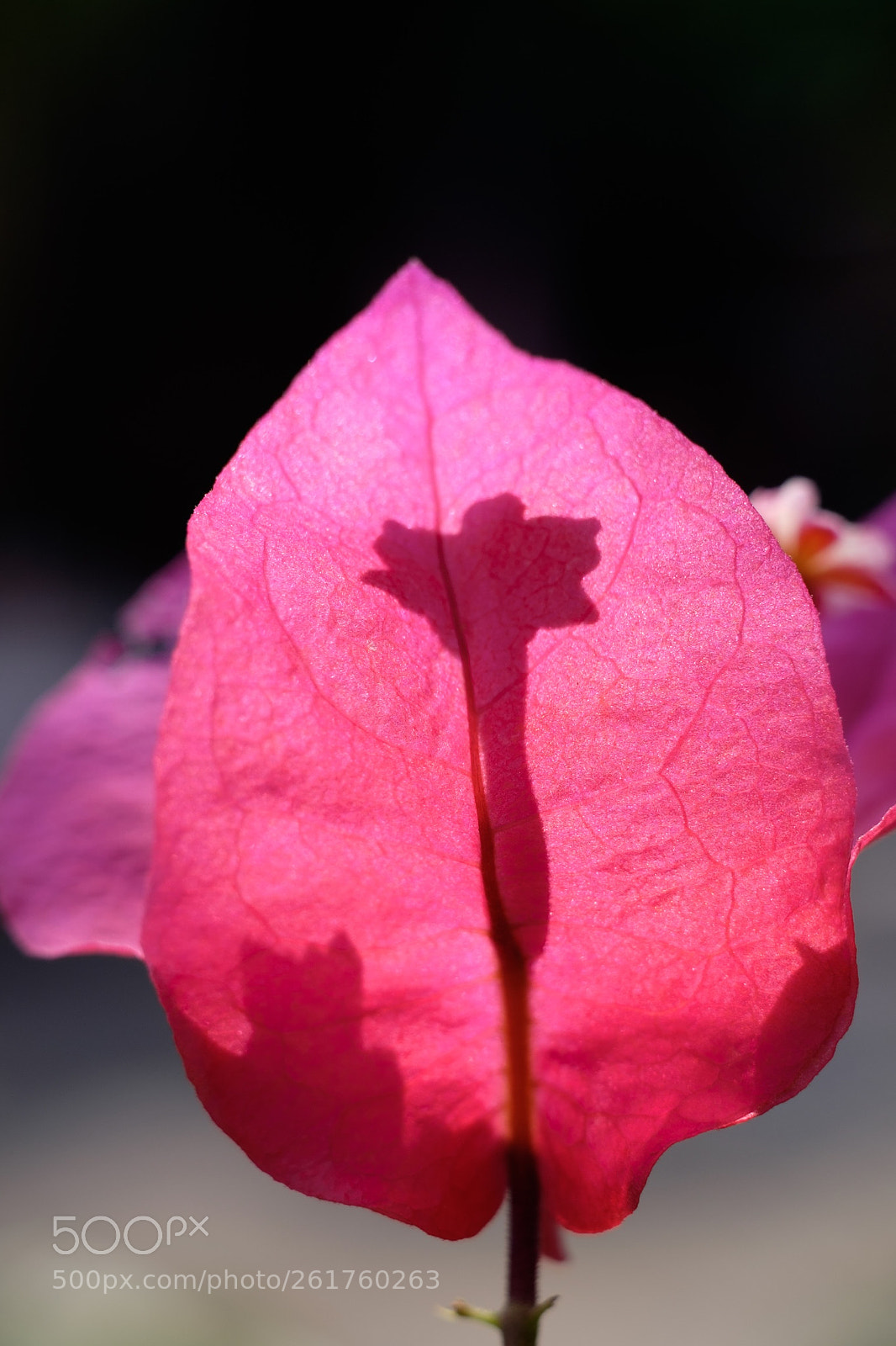 Fujifilm X-T1 sample photo. 晨光下的三角梅 photography