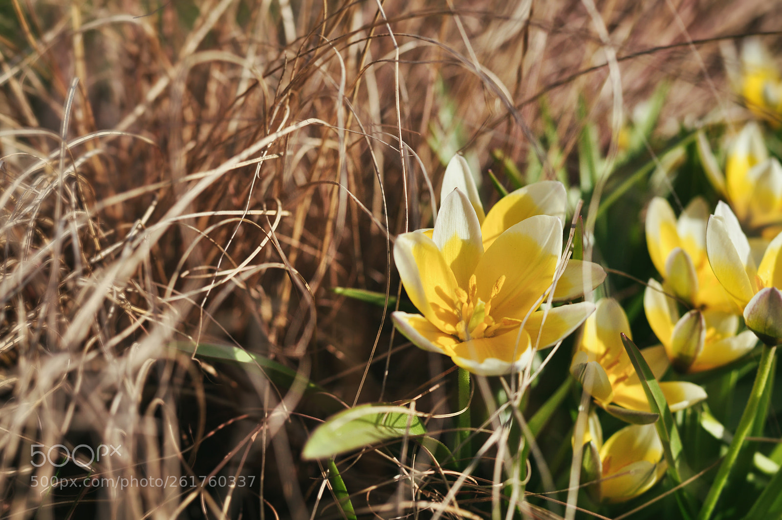 Nikon D90 sample photo. Among sedge photography