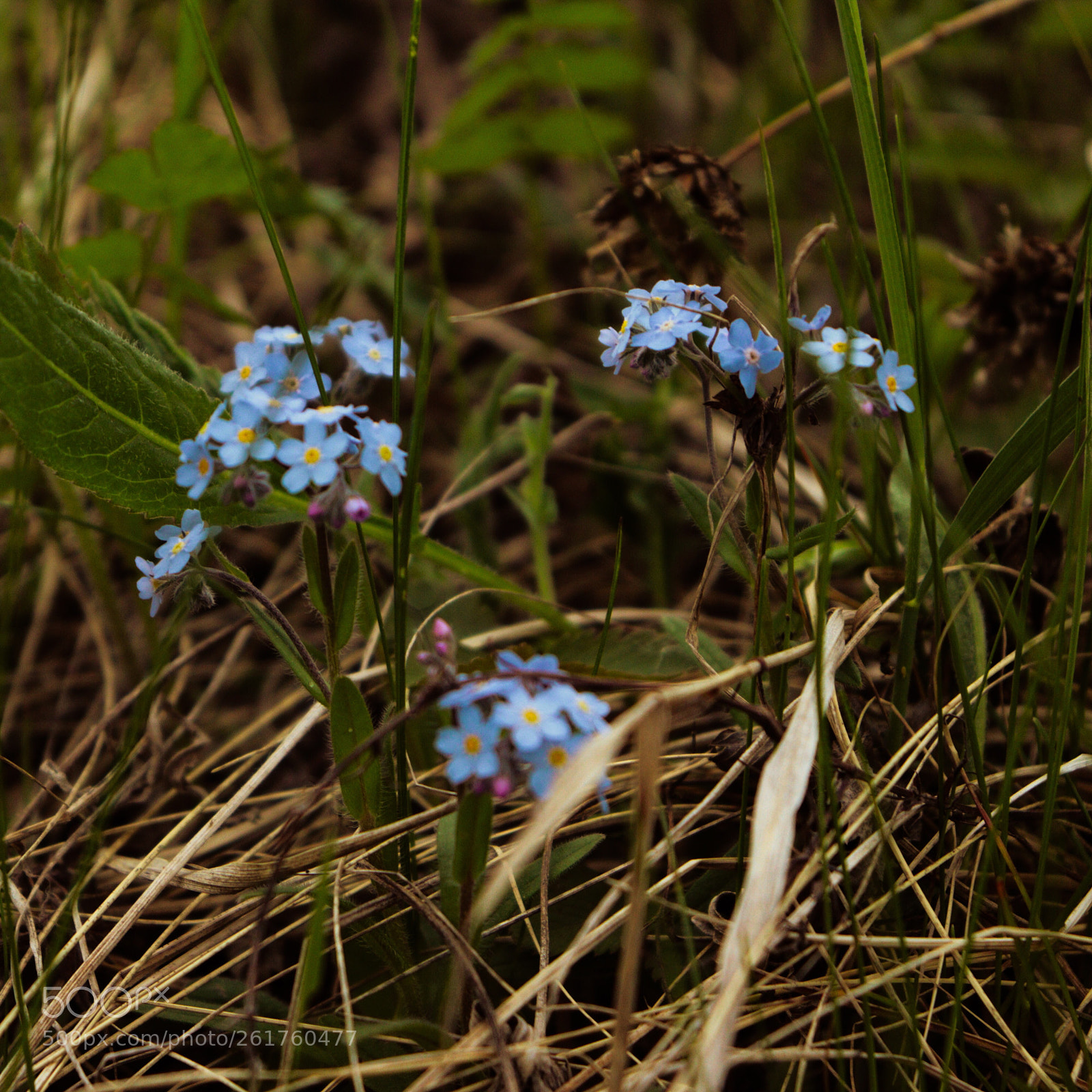 Canon EOS 77D (EOS 9000D / EOS 770D) sample photo. Forget-me-nots photography