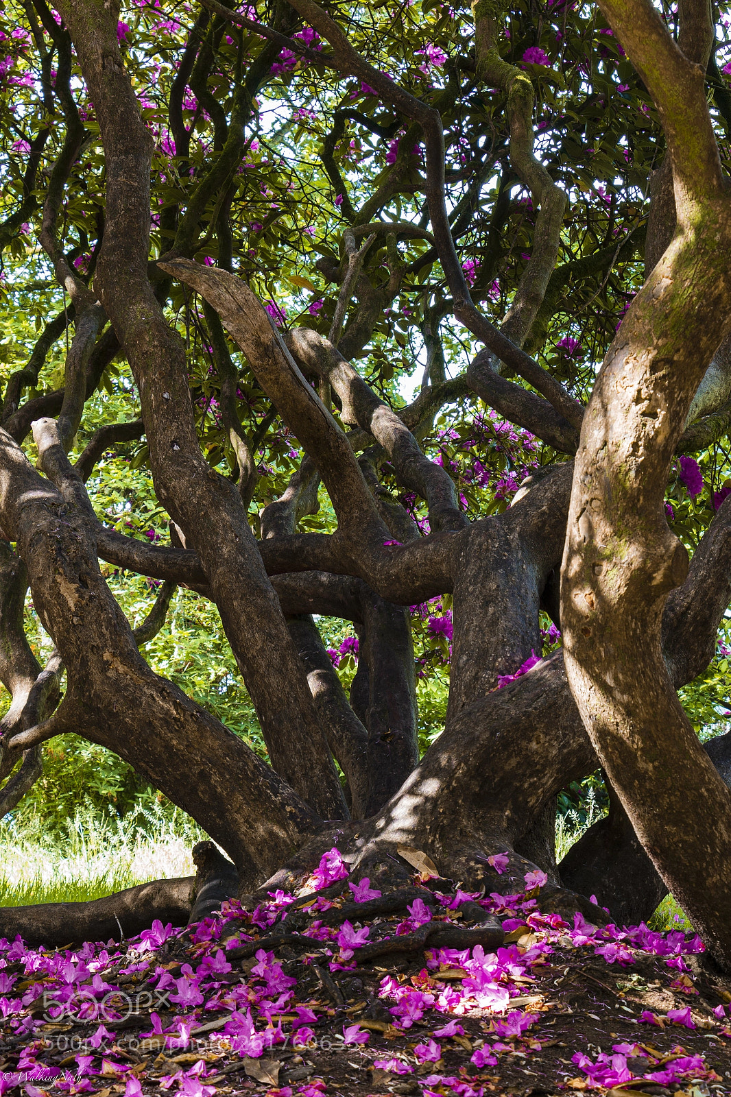 Canon EOS 70D sample photo. Stourhead flowers (of ) photography