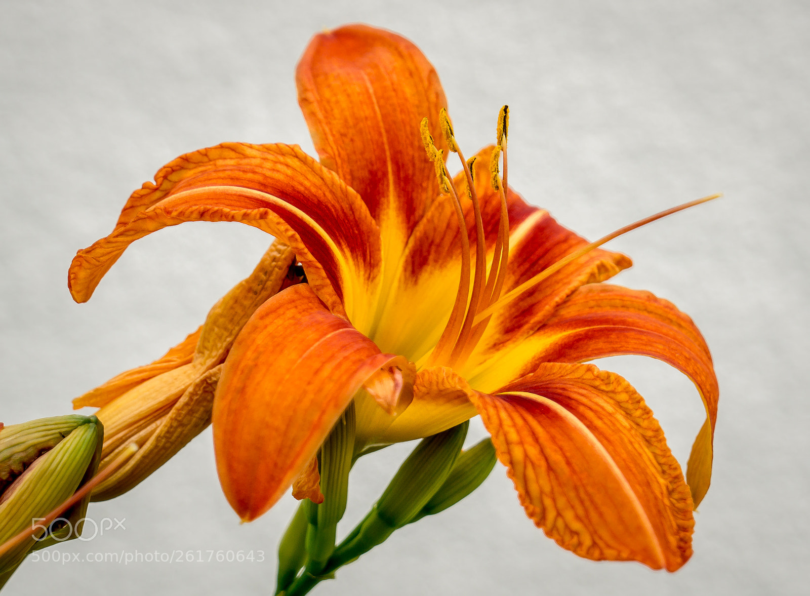 Sony a6000 sample photo. Lilie photography