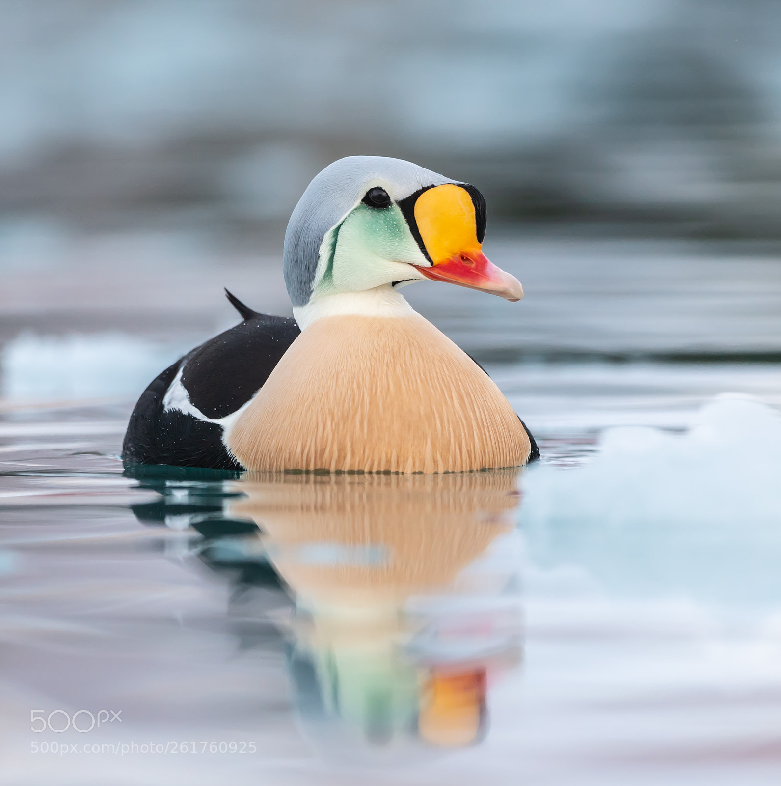 Nikon D5 sample photo. King eider photography