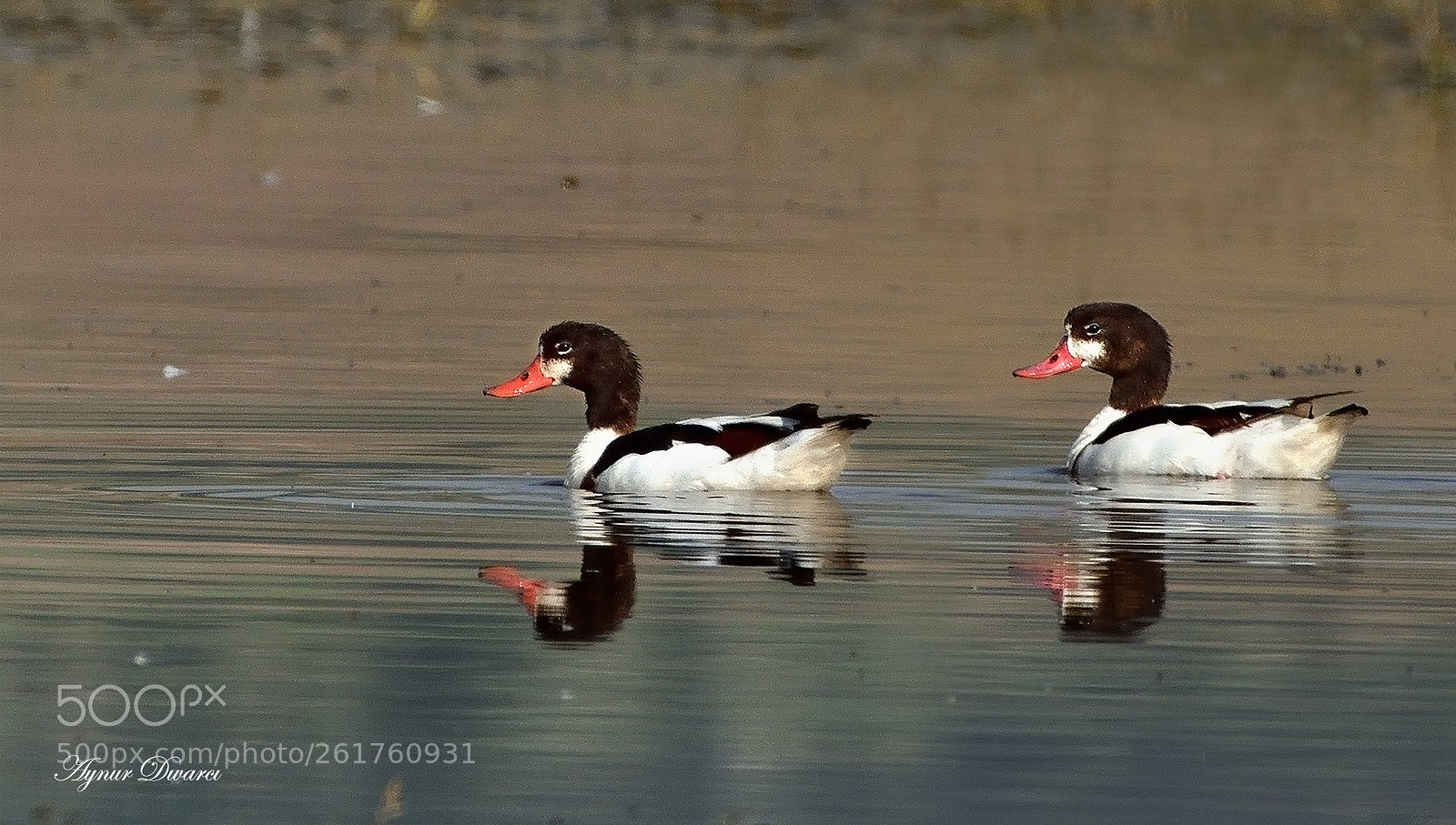 Nikon D7200 sample photo. Common shelduck - tadorna photography