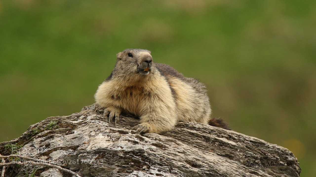 Canon EOS 7D Mark II sample photo. Marmot marmotta marmotte photography