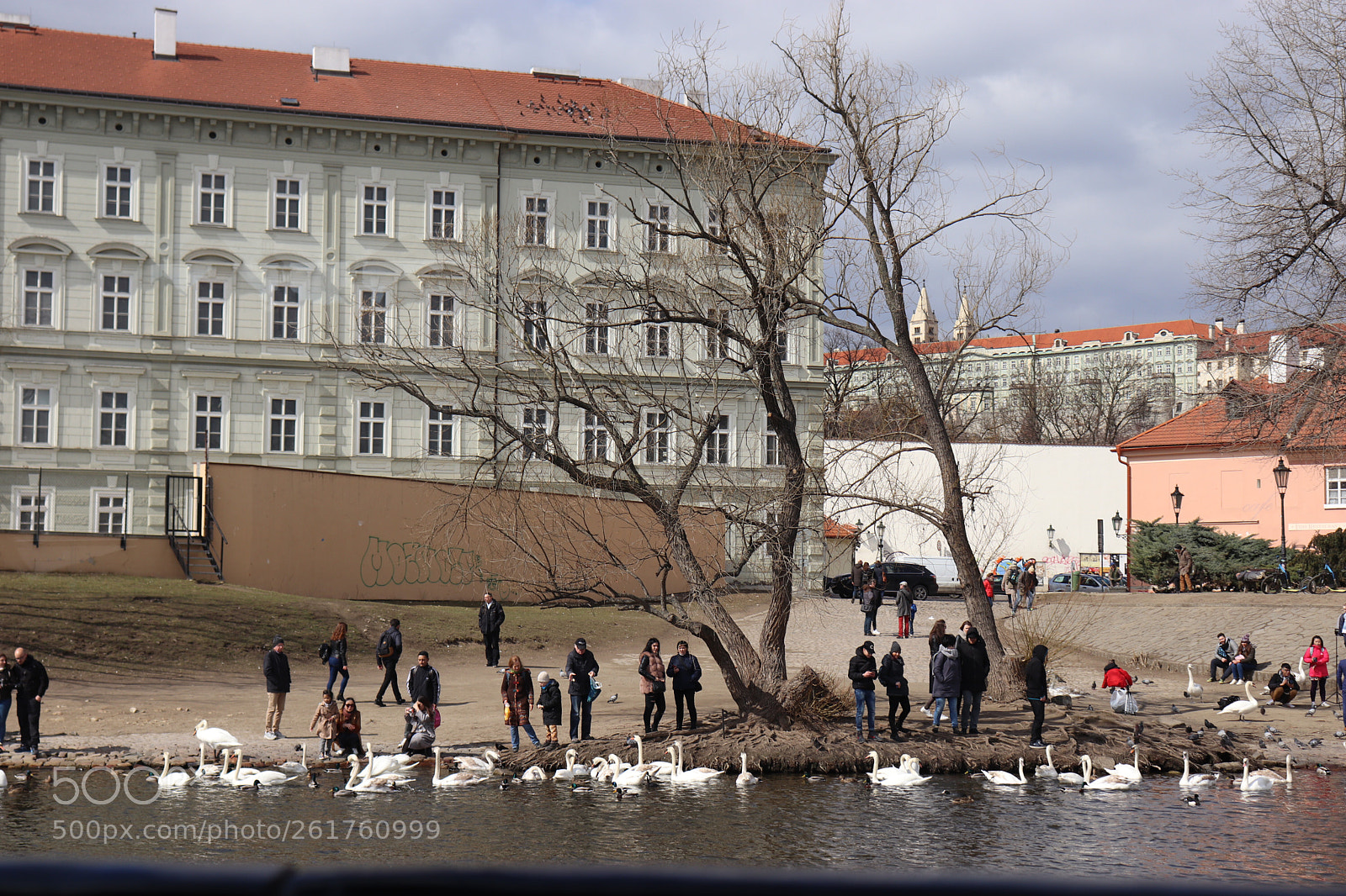 Canon EOS 77D (EOS 9000D / EOS 770D) sample photo. Swans at the shores photography