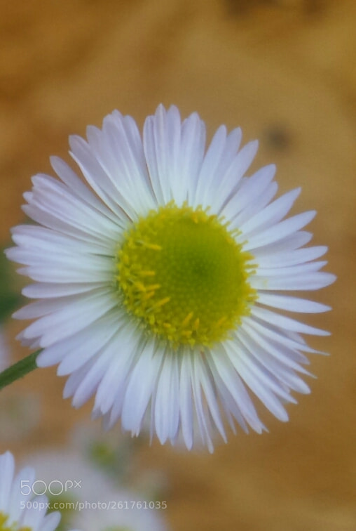 Samsung Galaxy S4 sample photo. Untitled photography