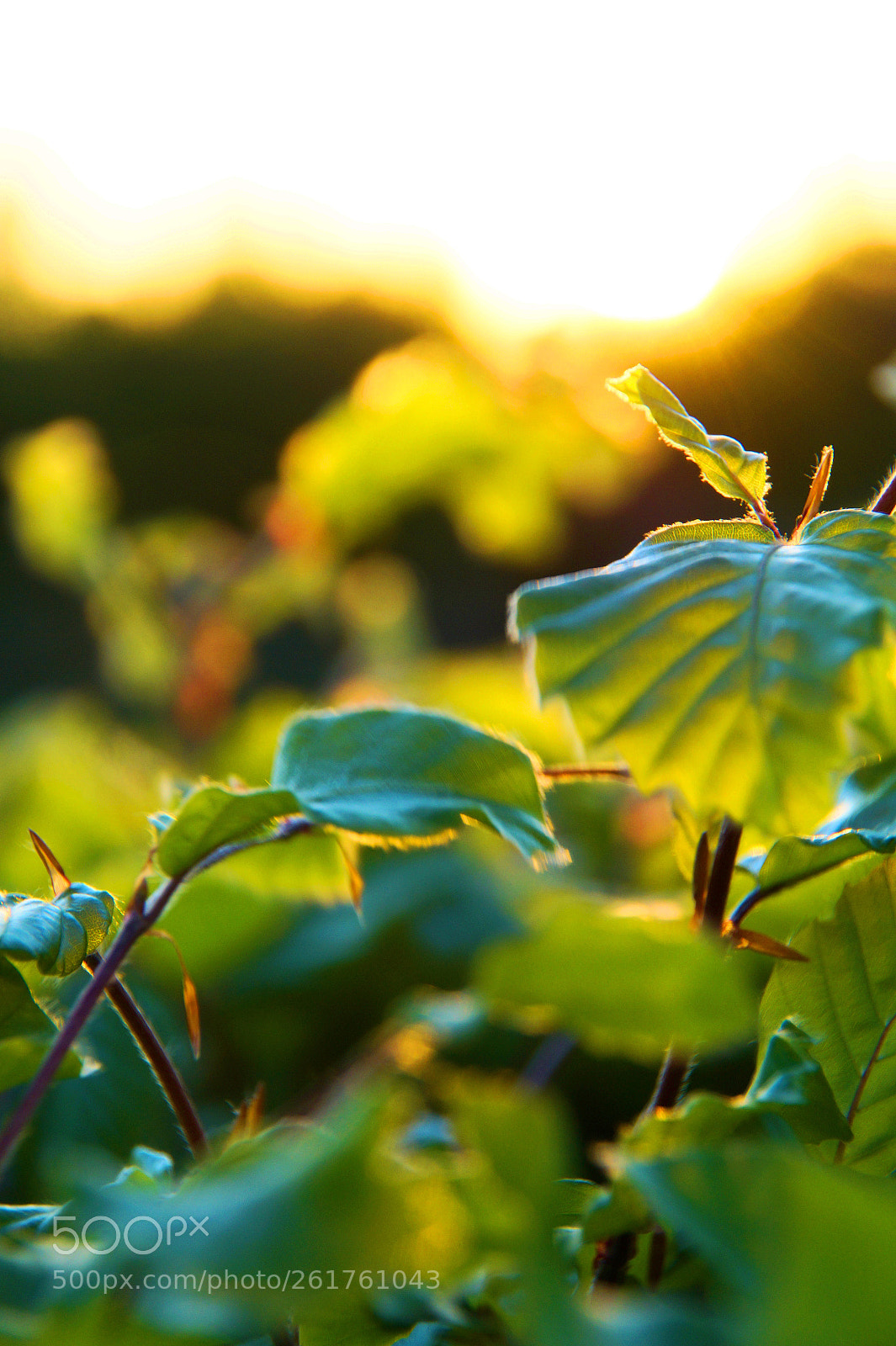 Sony SLT-A58 sample photo. Spring sunset photography