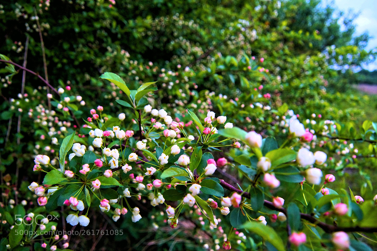 Sony SLT-A58 sample photo. Flowers unfold photography