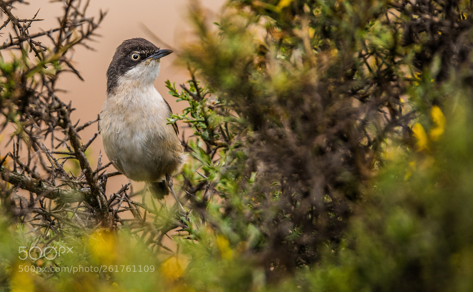 Nikon D810 sample photo. Curruca mirlona photography