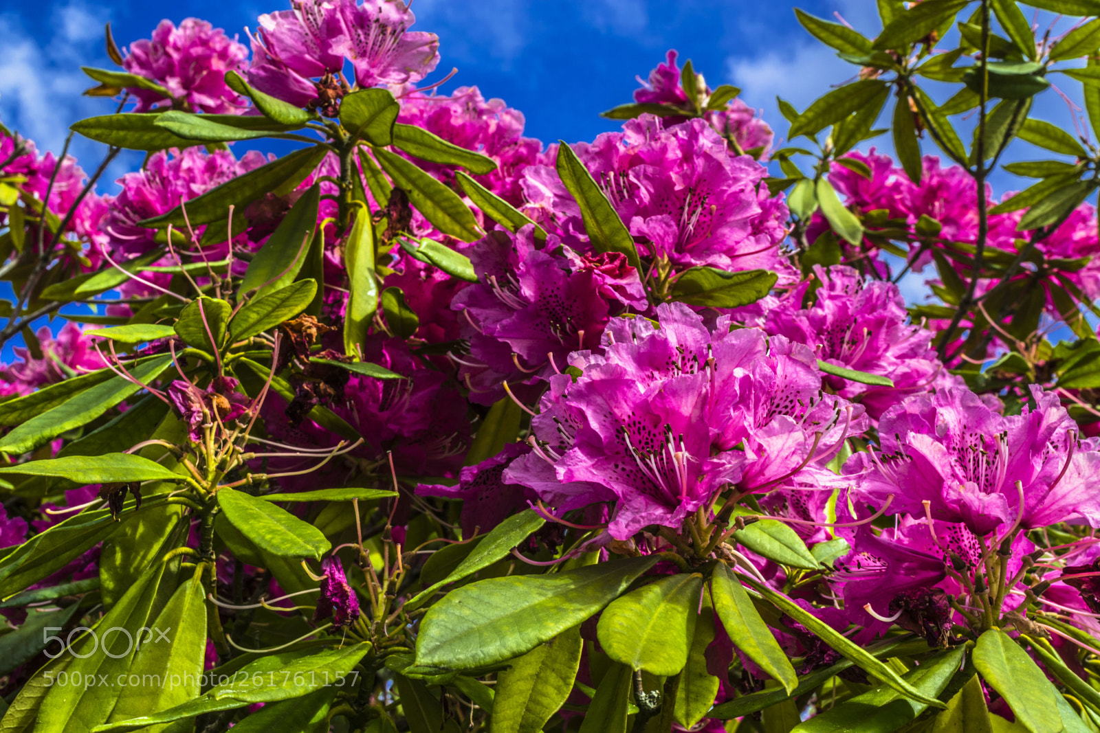 Nikon D3300 sample photo. Primavera photography