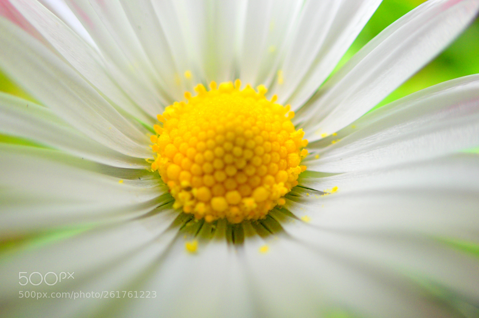 Olympus TG-4 sample photo. Daisy delight photography