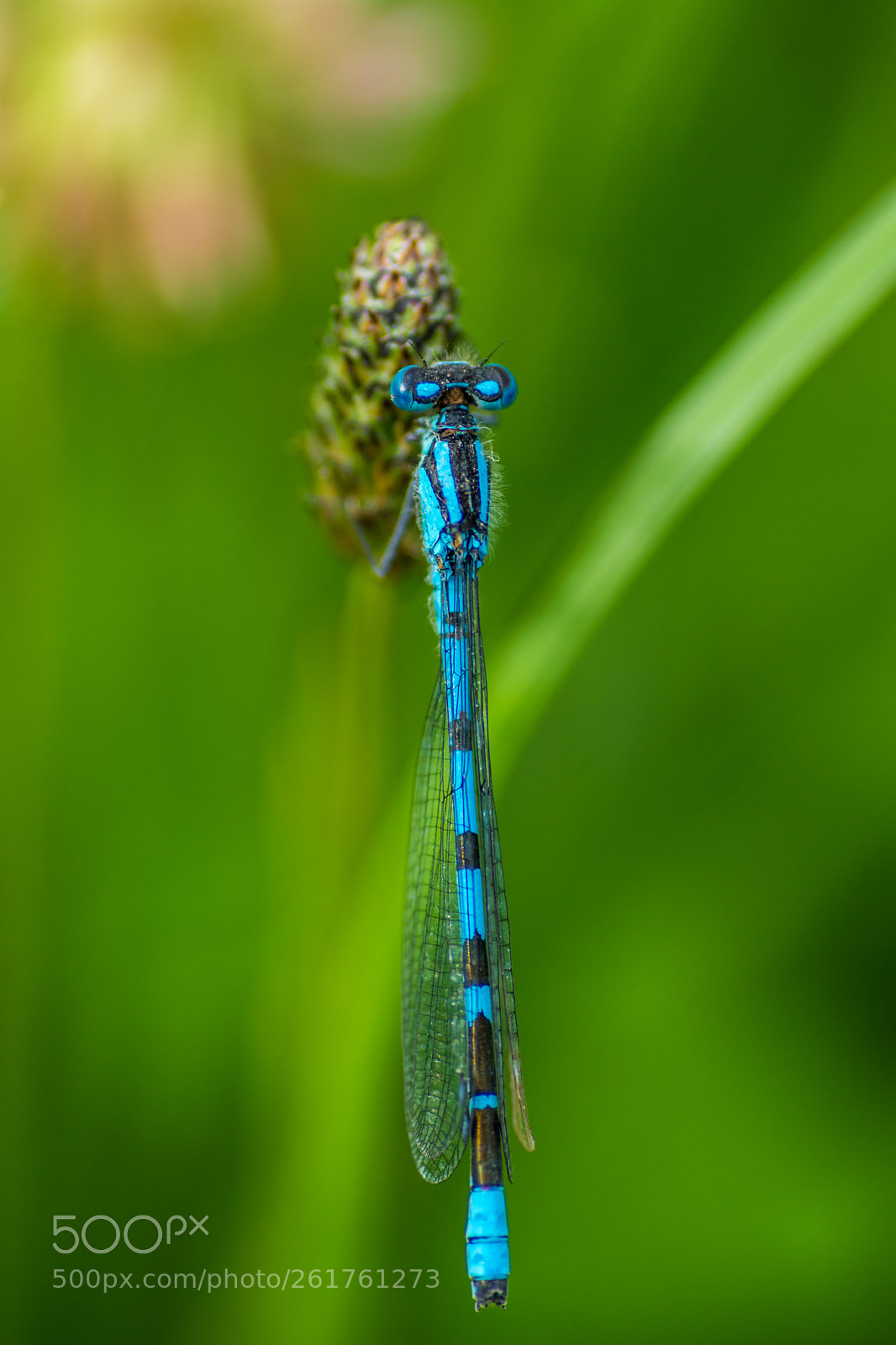 Nikon D7100 sample photo. Damselfly photography