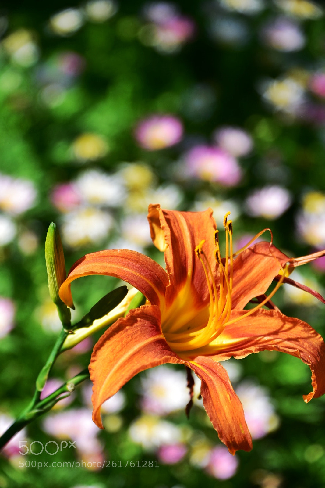 Nikon D7200 sample photo. Hemerocallis photography