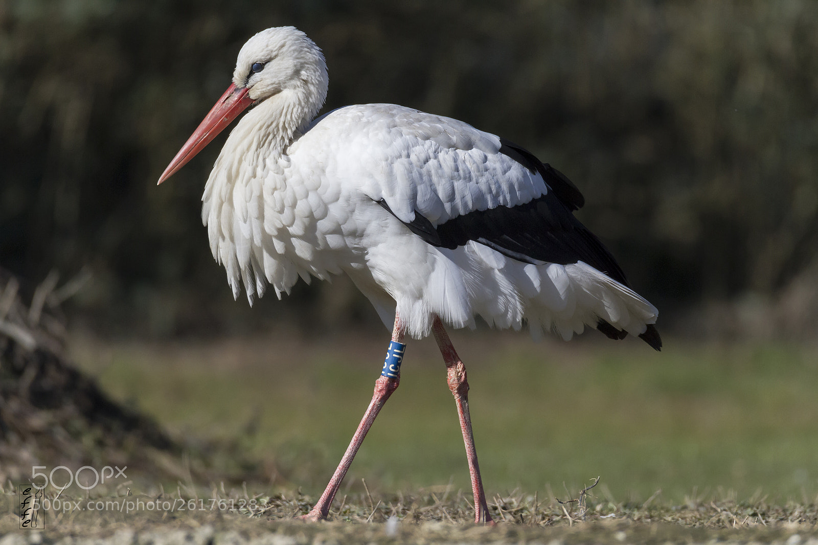 Canon EOS 7D sample photo. White stork photography