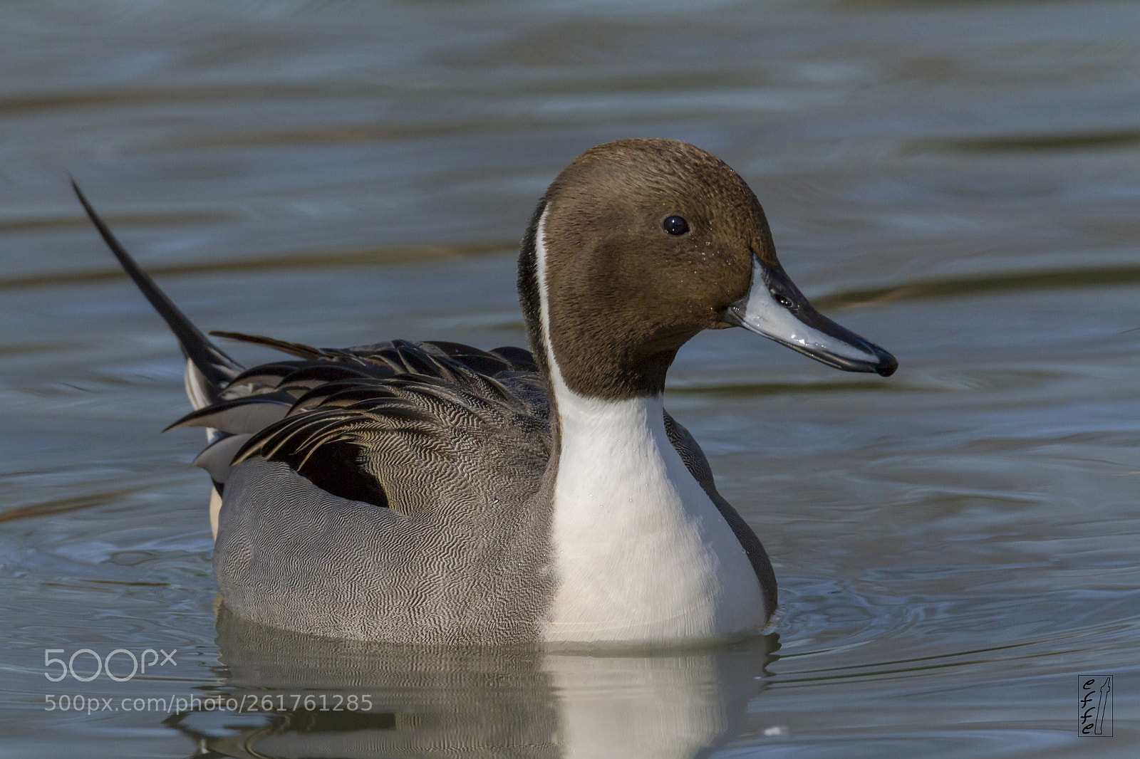 Canon EOS 7D sample photo. Northern pintail (male) photography
