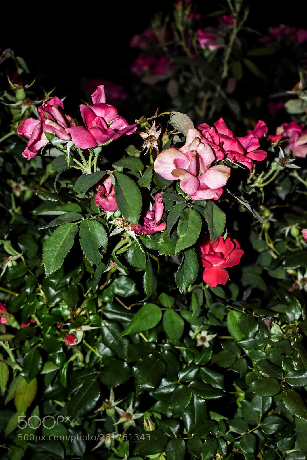 Nikon D3400 sample photo. The portrait photography